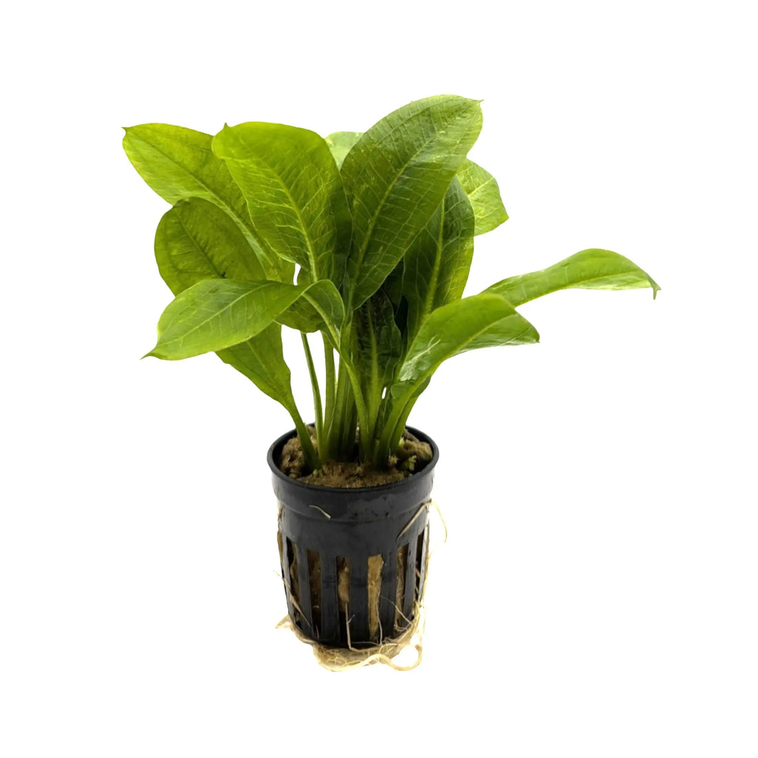 Echinodorus grisebachii Tropica Aqua Essentials