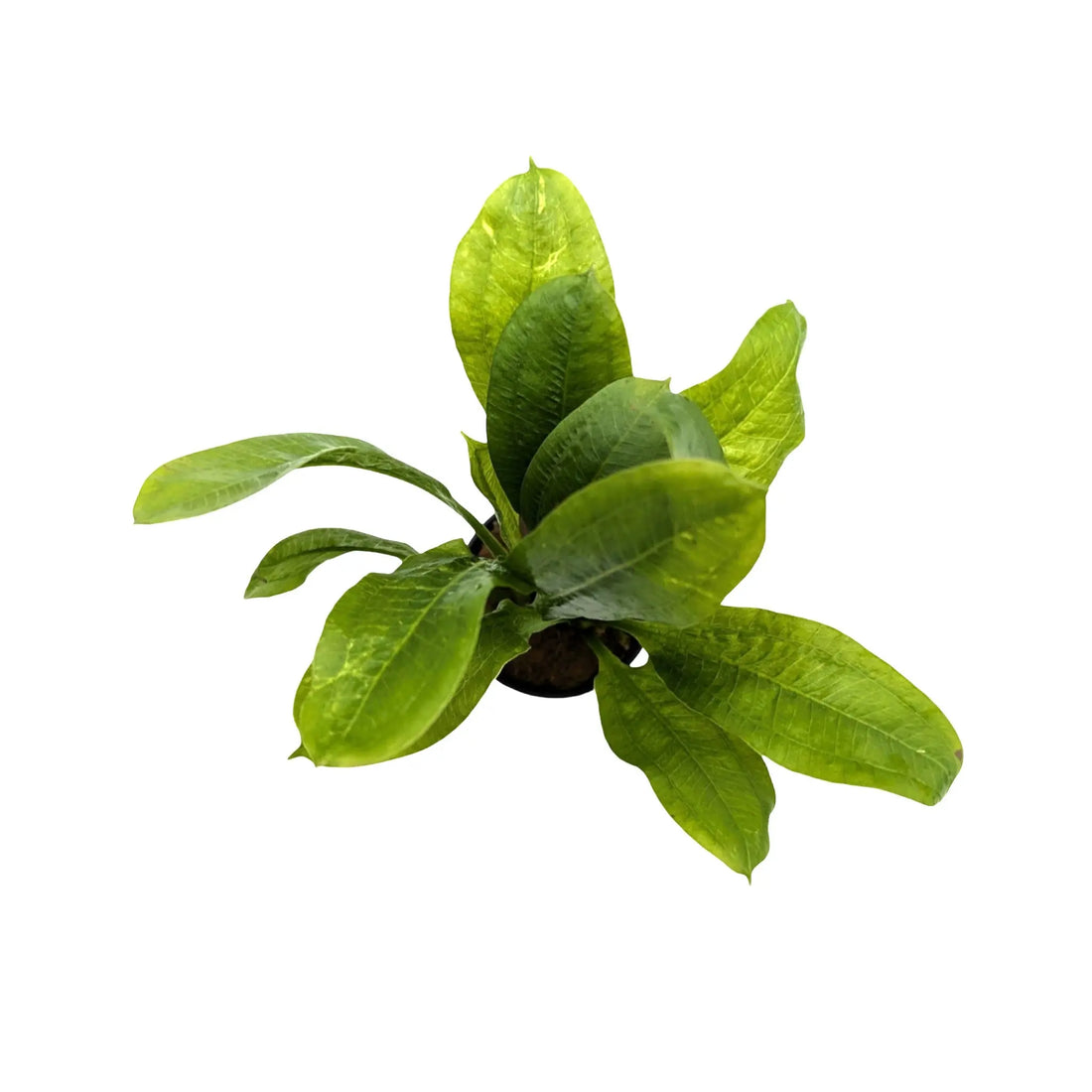 Echinodorus grisebachii Tropica Aqua Essentials