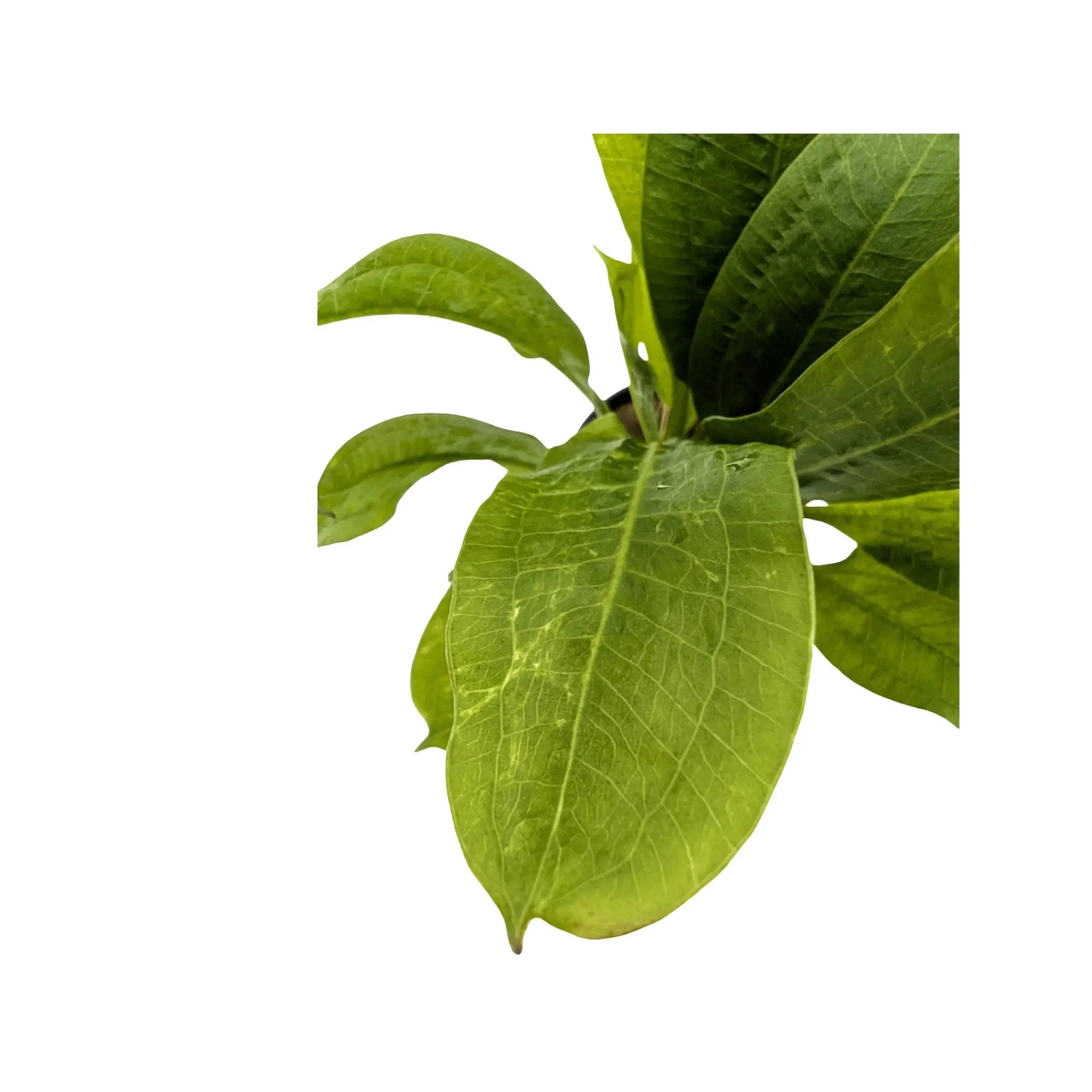 Echinodorus grisebachii Tropica Aqua Essentials