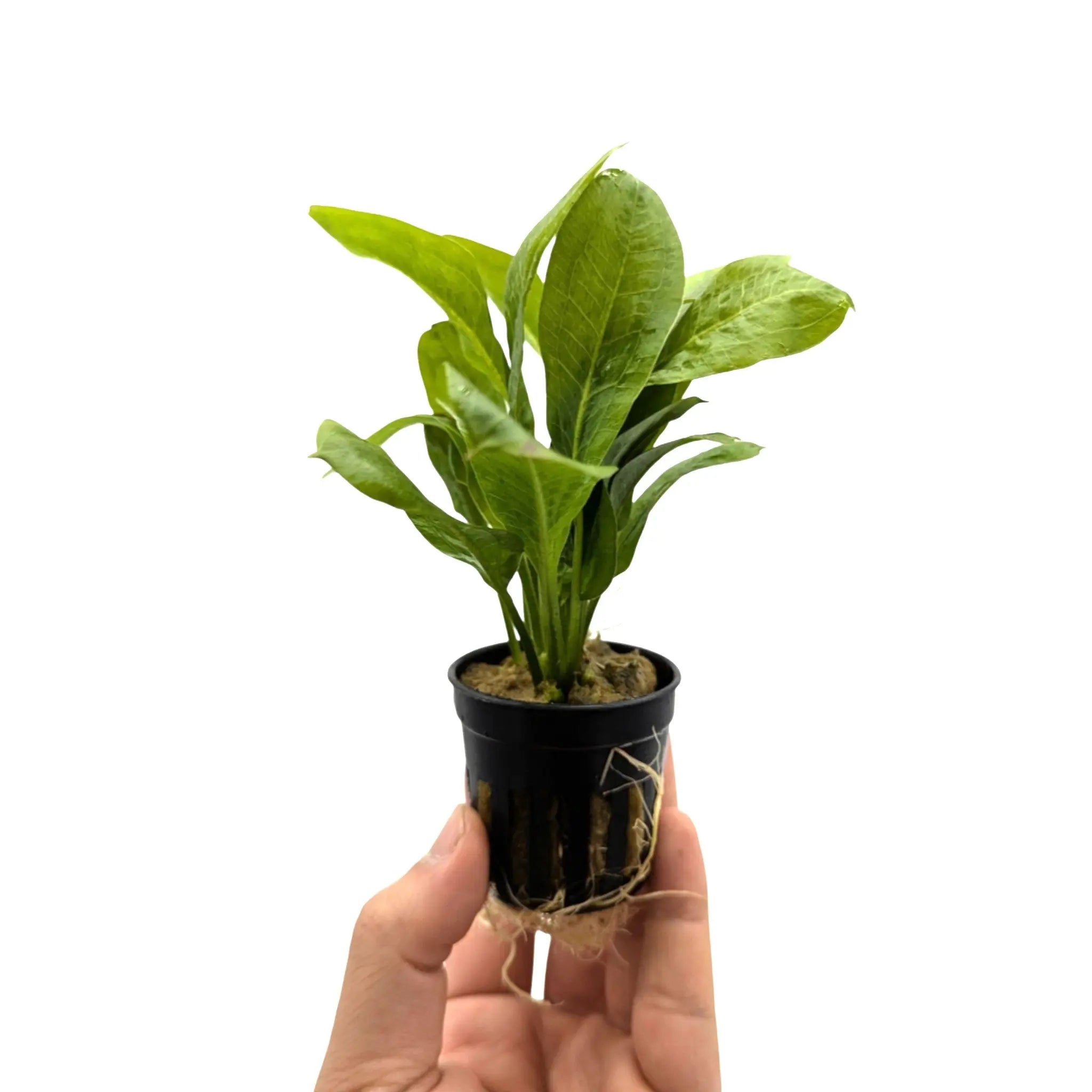 Echinodorus grisebachii Tropica Aqua Essentials