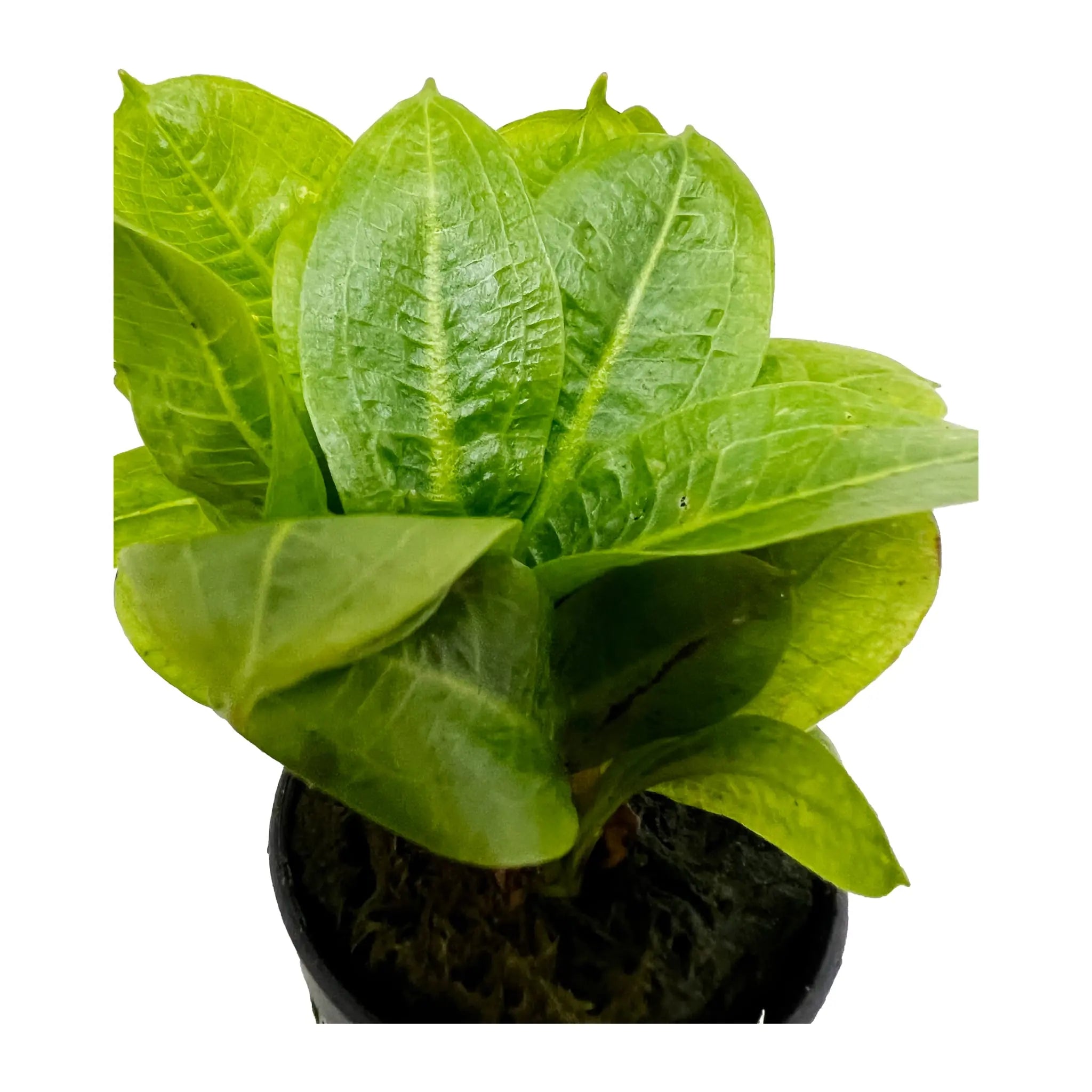 Echinodorus grisebachii Tropica - Aqua Essentials