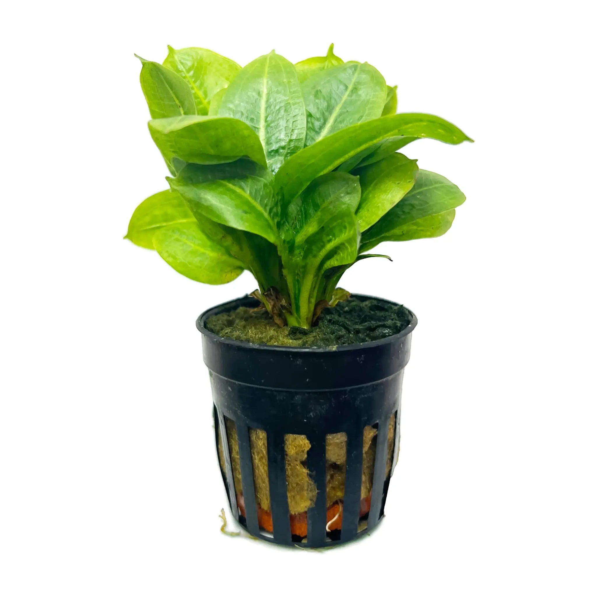 Echinodorus grisebachii Tropica - Aqua Essentials