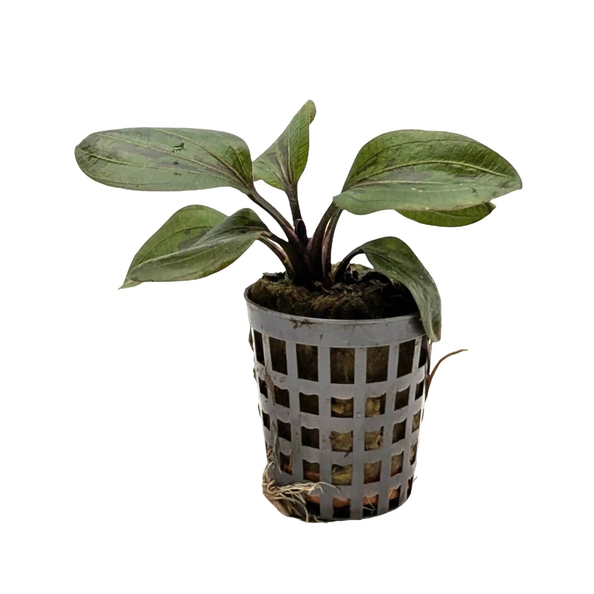 Echinodorus hadi red pearl Aquafleur