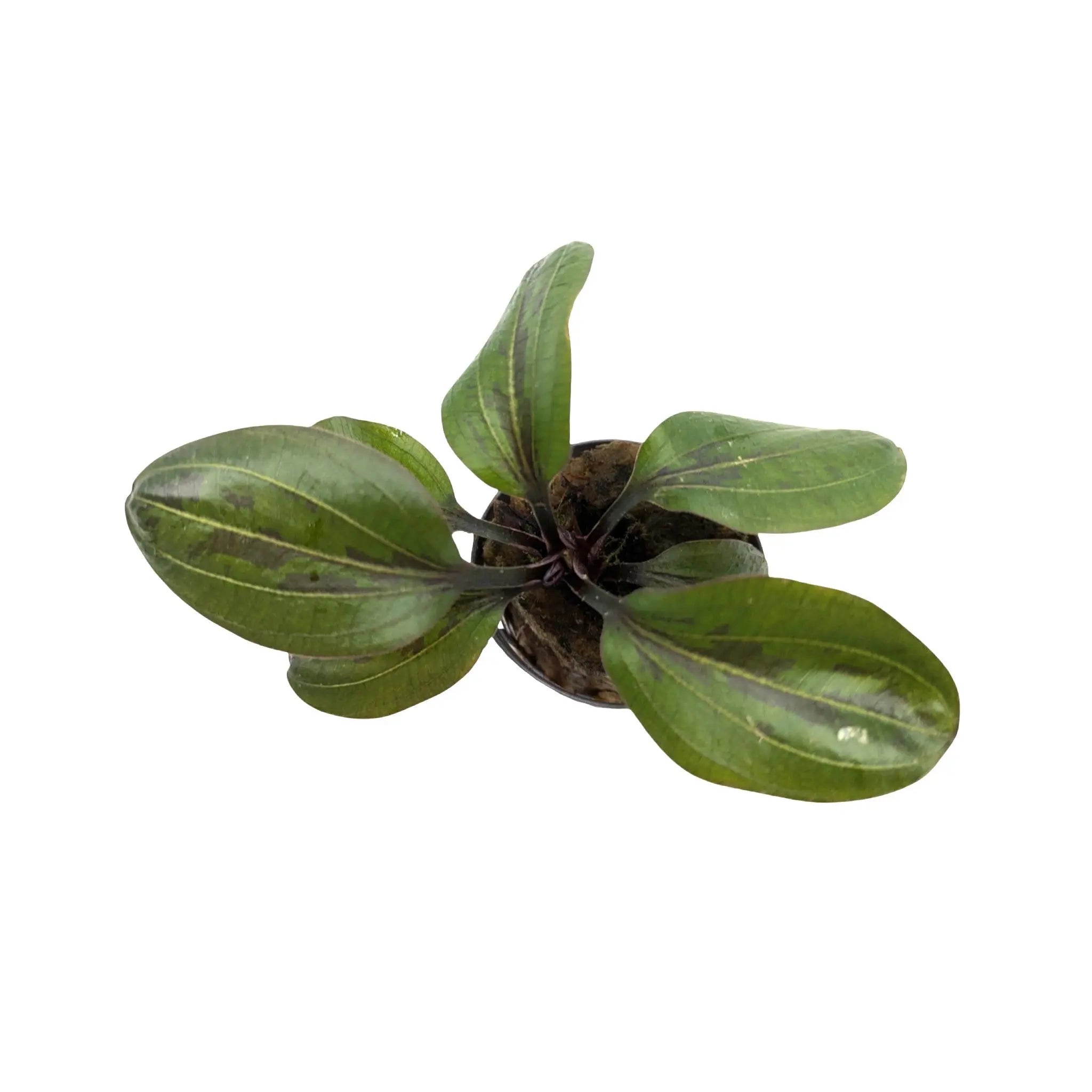 Echinodorus hadi red pearl Aquafleur