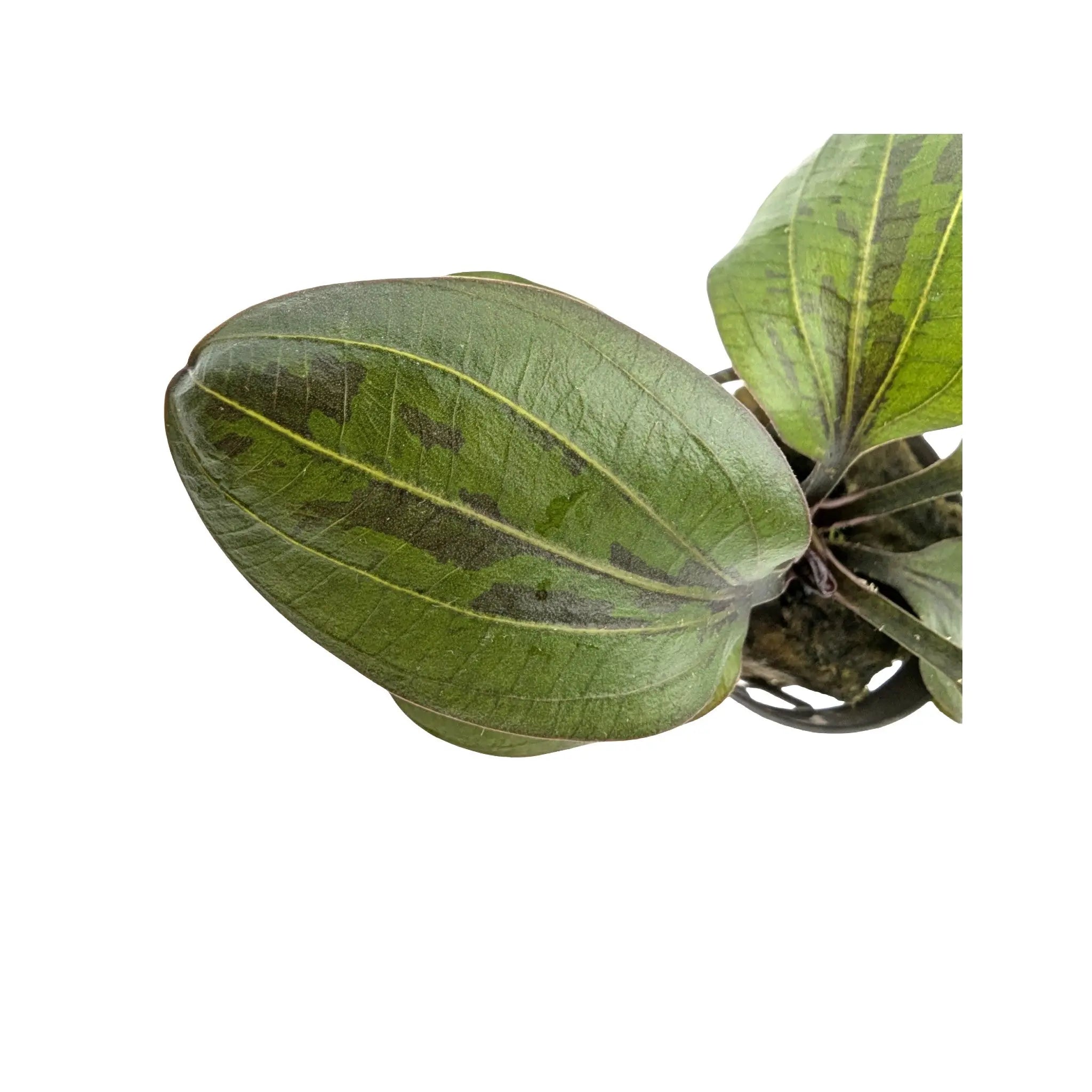 Echinodorus hadi red pearl Aquafleur