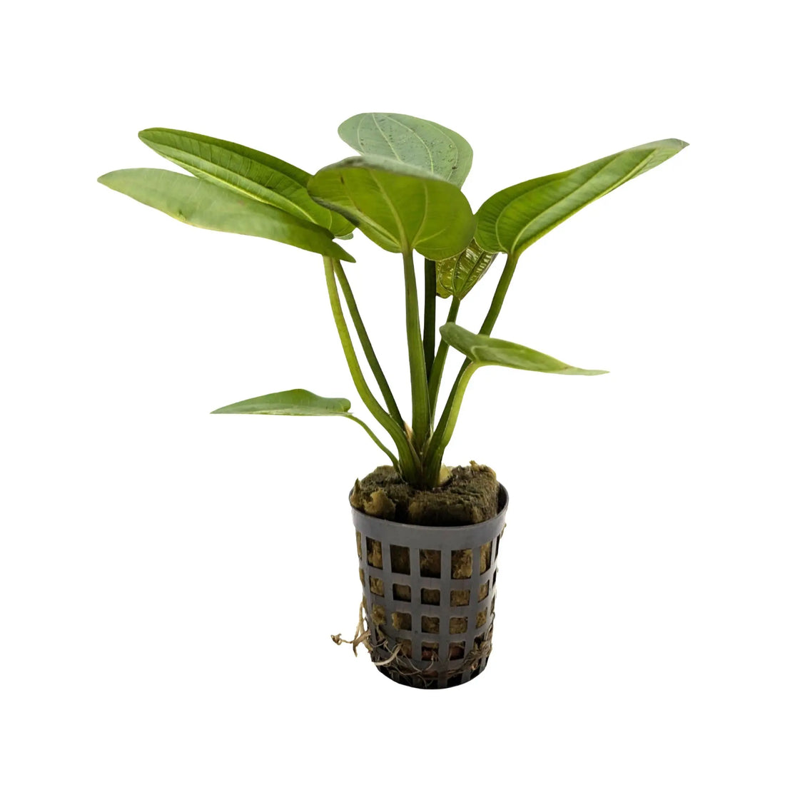 Echinodorus harbii Aquafleur