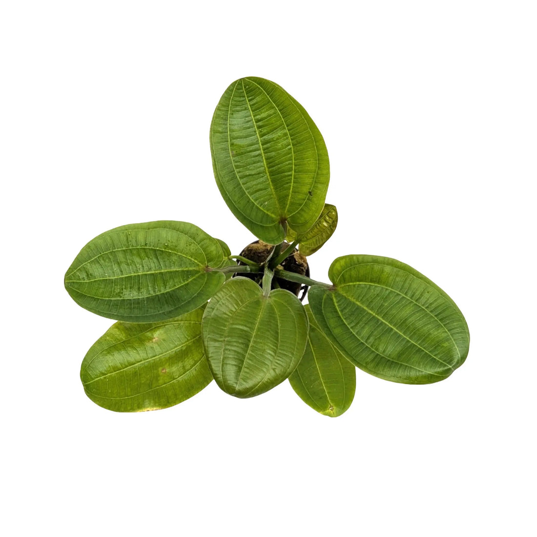 Echinodorus harbii Aquafleur