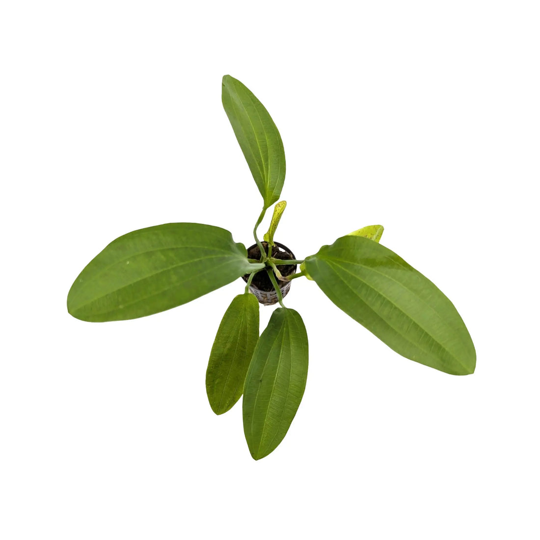 Echinodorus harbii Rosa Aquafleur