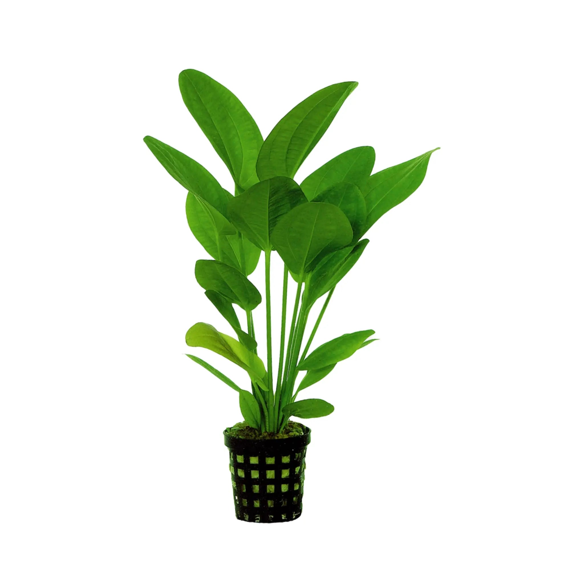 Echinodorus harbii - Aqua Essentials