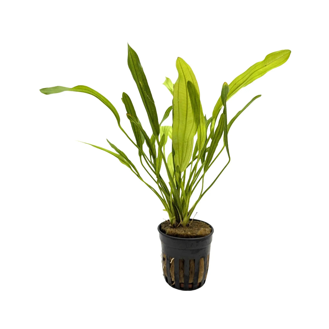 Echinodorus horemanii Aquafleur