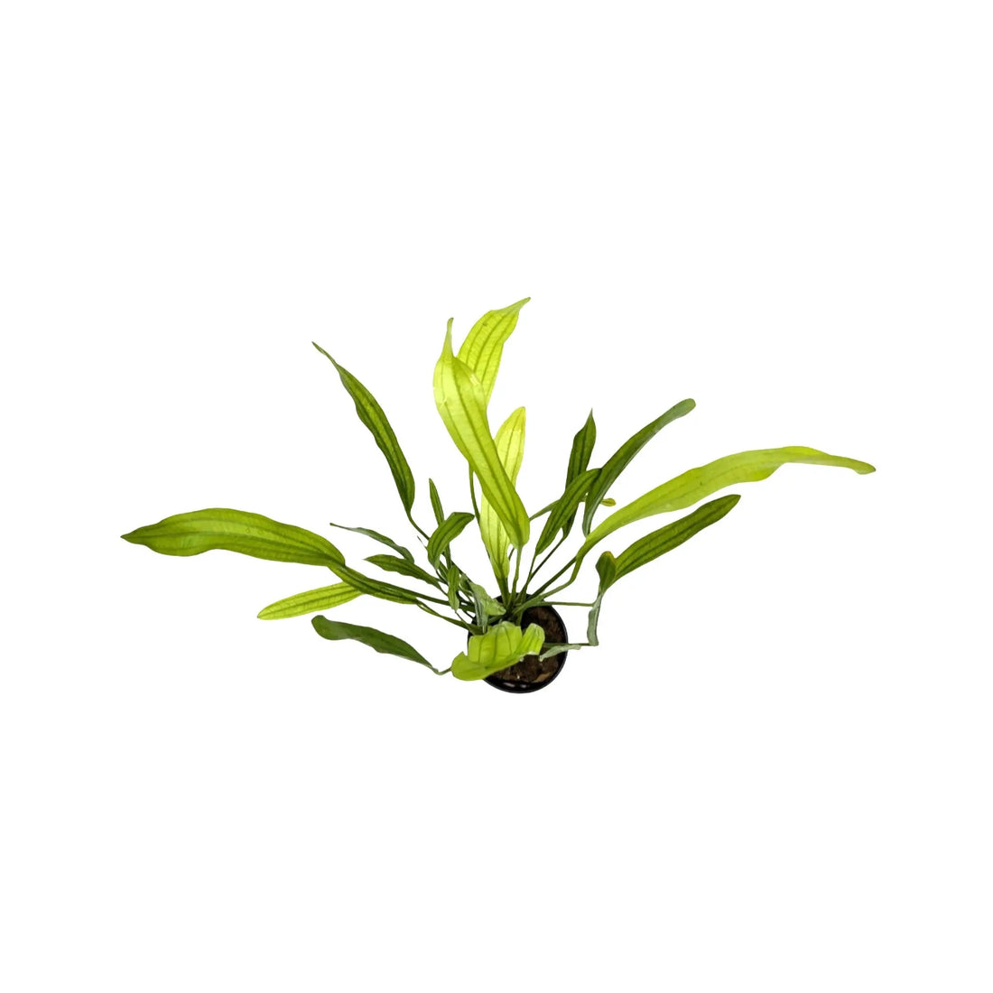 Echinodorus horemanii Aquafleur