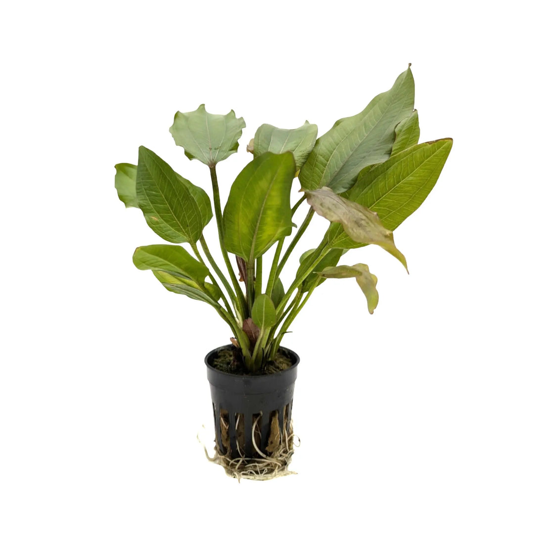 Echinodorus impaii Aquafleur