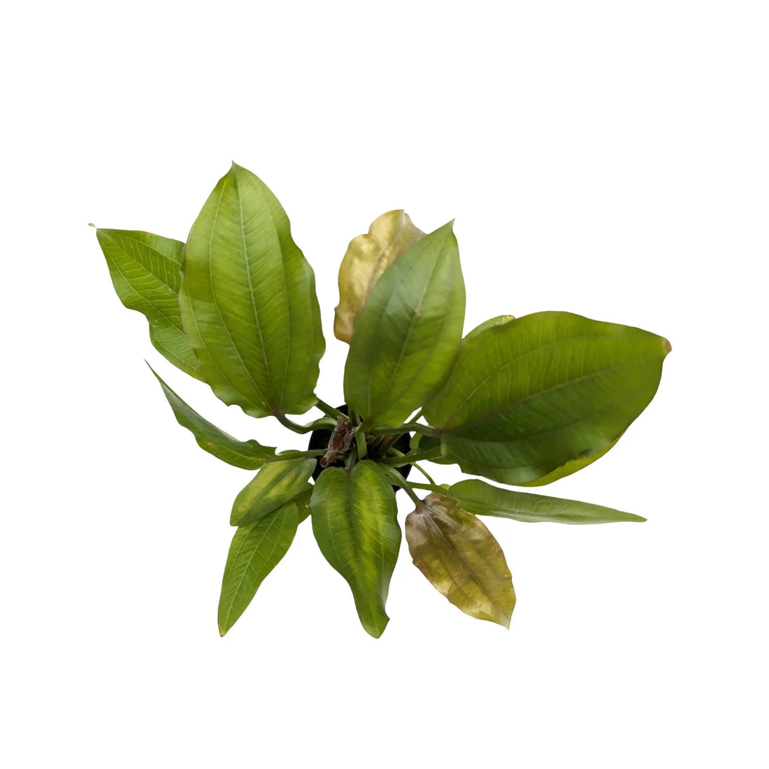 Echinodorus impaii Aquafleur