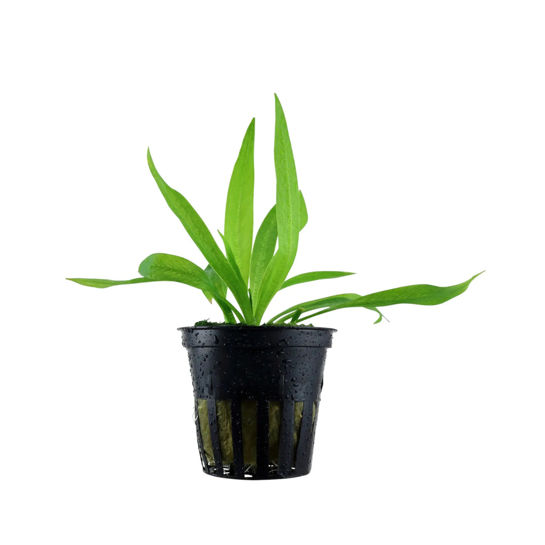 Echinodorus magdalensis Aqua Essentials