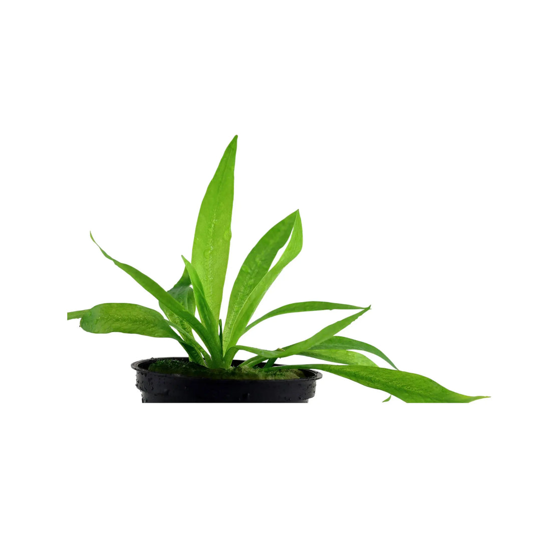 Echinodorus magdalensis Aqua Essentials