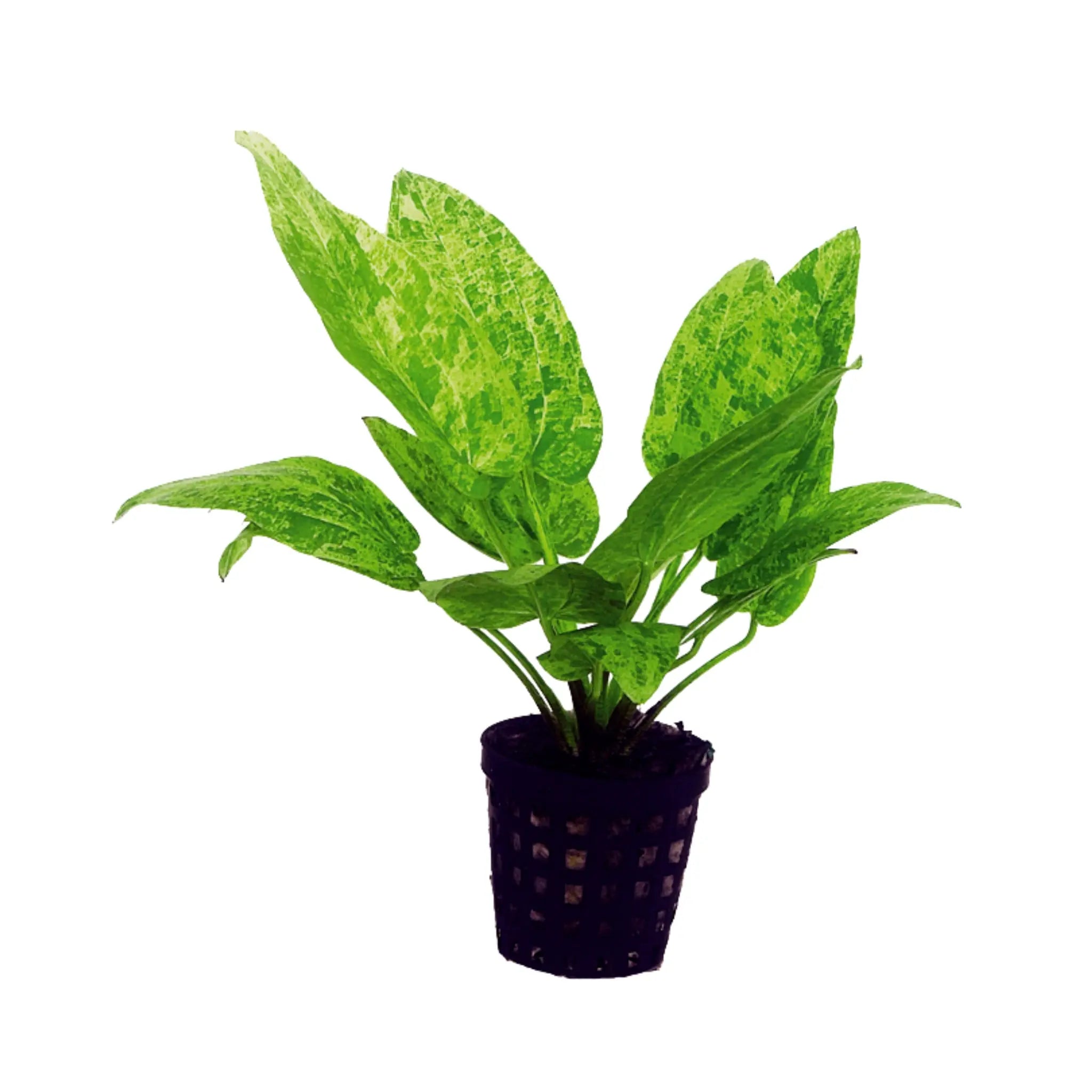 Echinodorus cordifolius Marble Queen (Radican Sword Plant) - Aqua Essentials