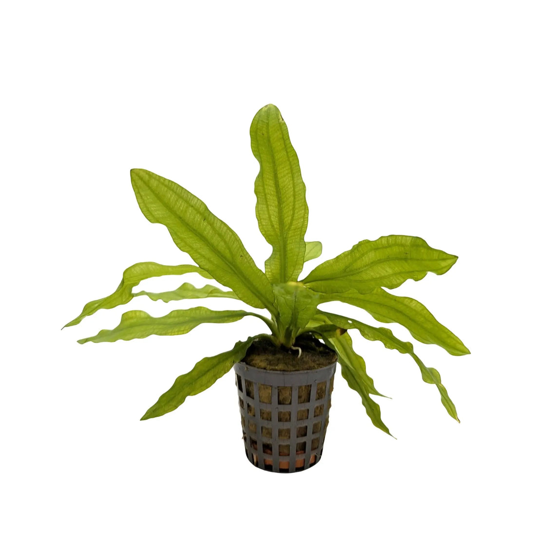 Echinodorus martii Aquafleur