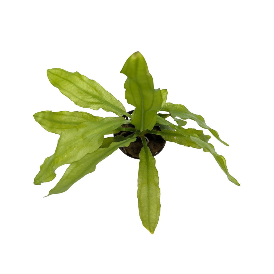 Echinodorus martii Aquafleur