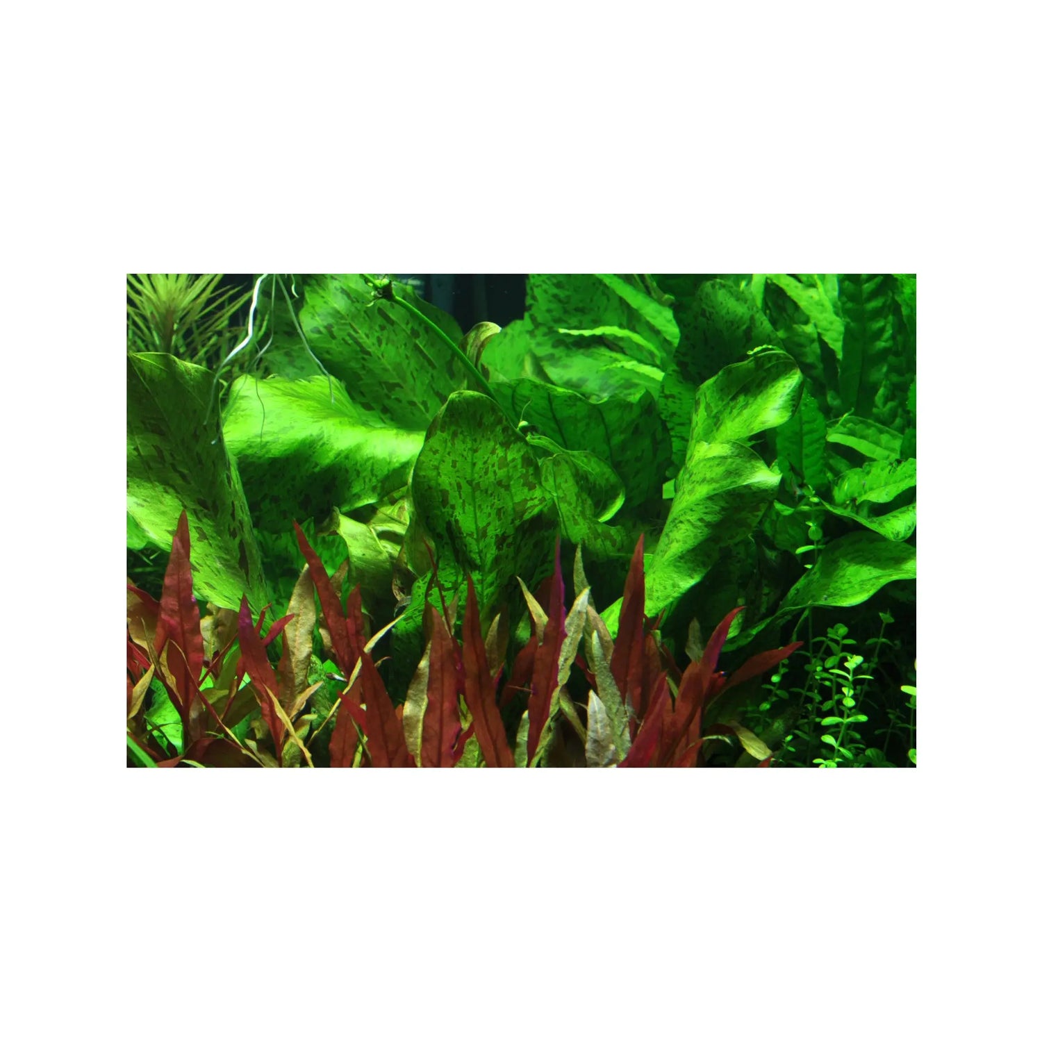 Echinodorus ozelot - green Aquafleur