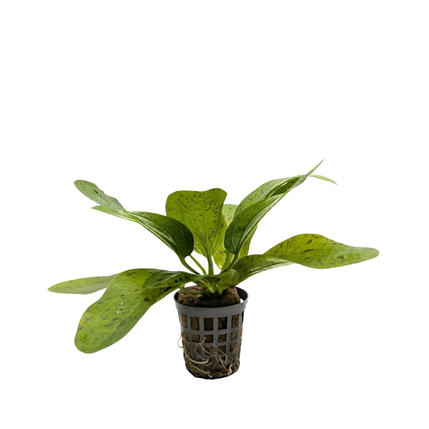 Echinodorus ozelot - green Aquafleur