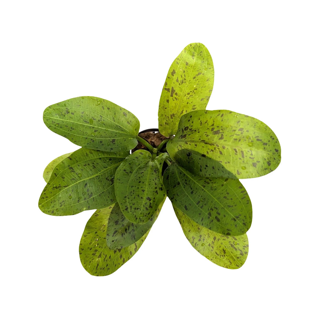 Echinodorus ozelot - green Aquafleur