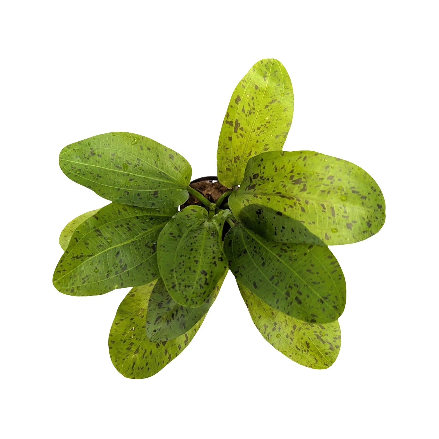 Echinodorus ozelot - green Aquafleur