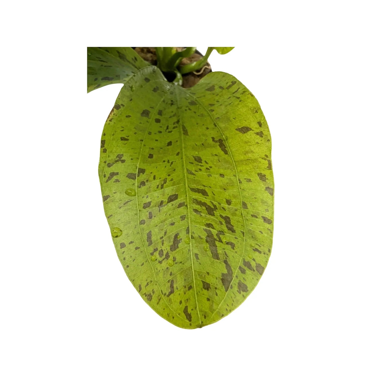 Echinodorus ozelot - green Aquafleur