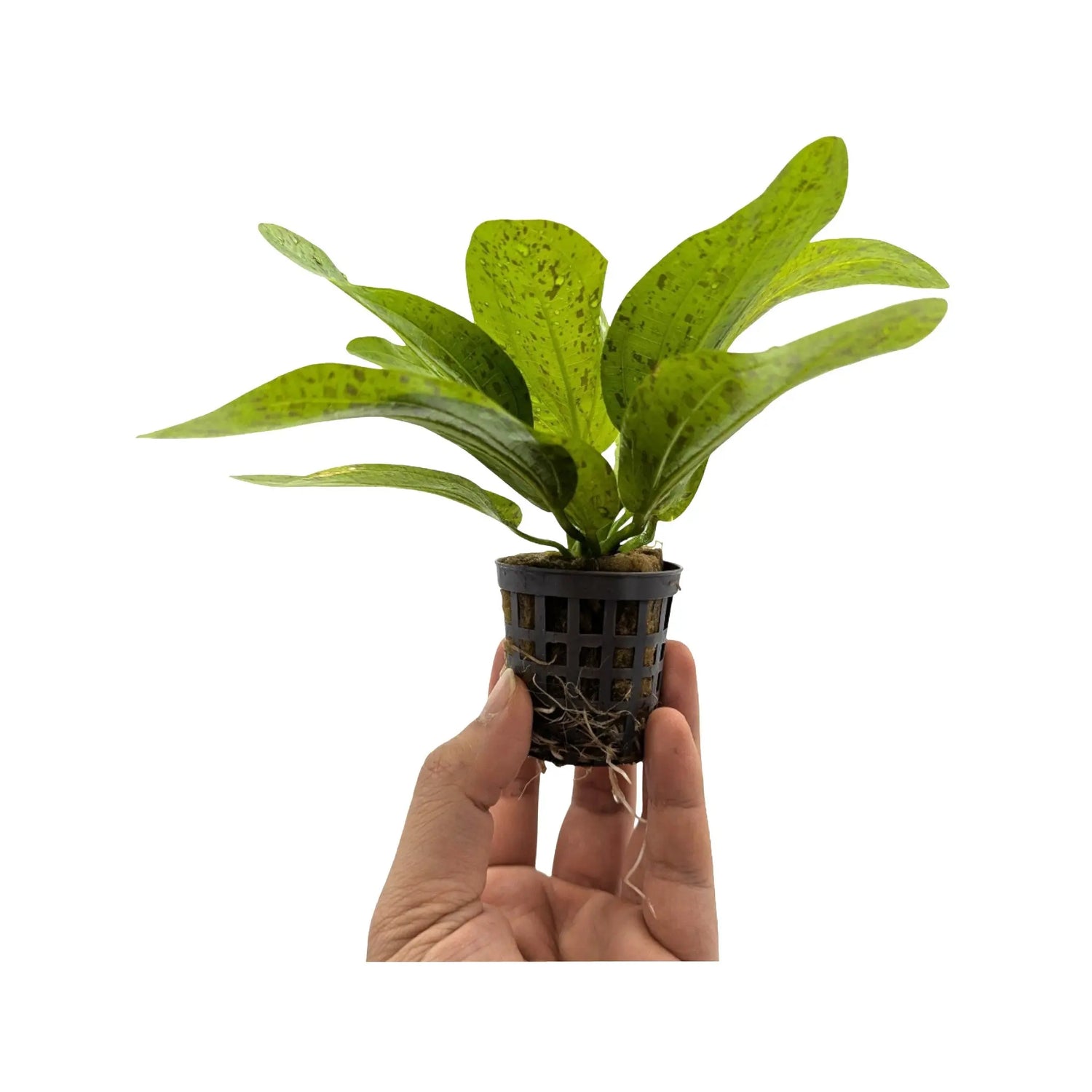 Echinodorus ozelot - green Aquafleur