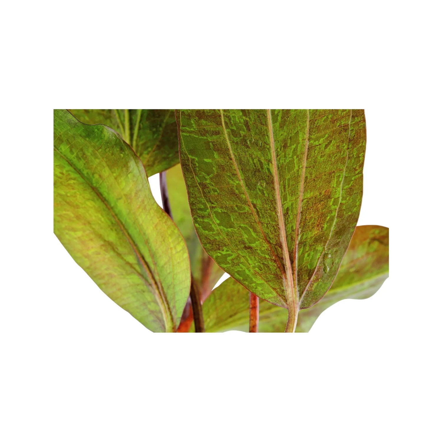 Echinodorus ozelot - red Aquafleur