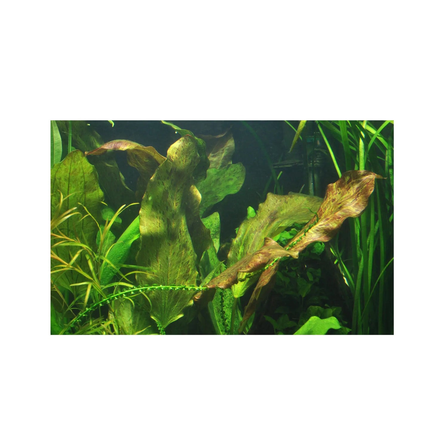 Echinodorus ozelot - red Aquafleur