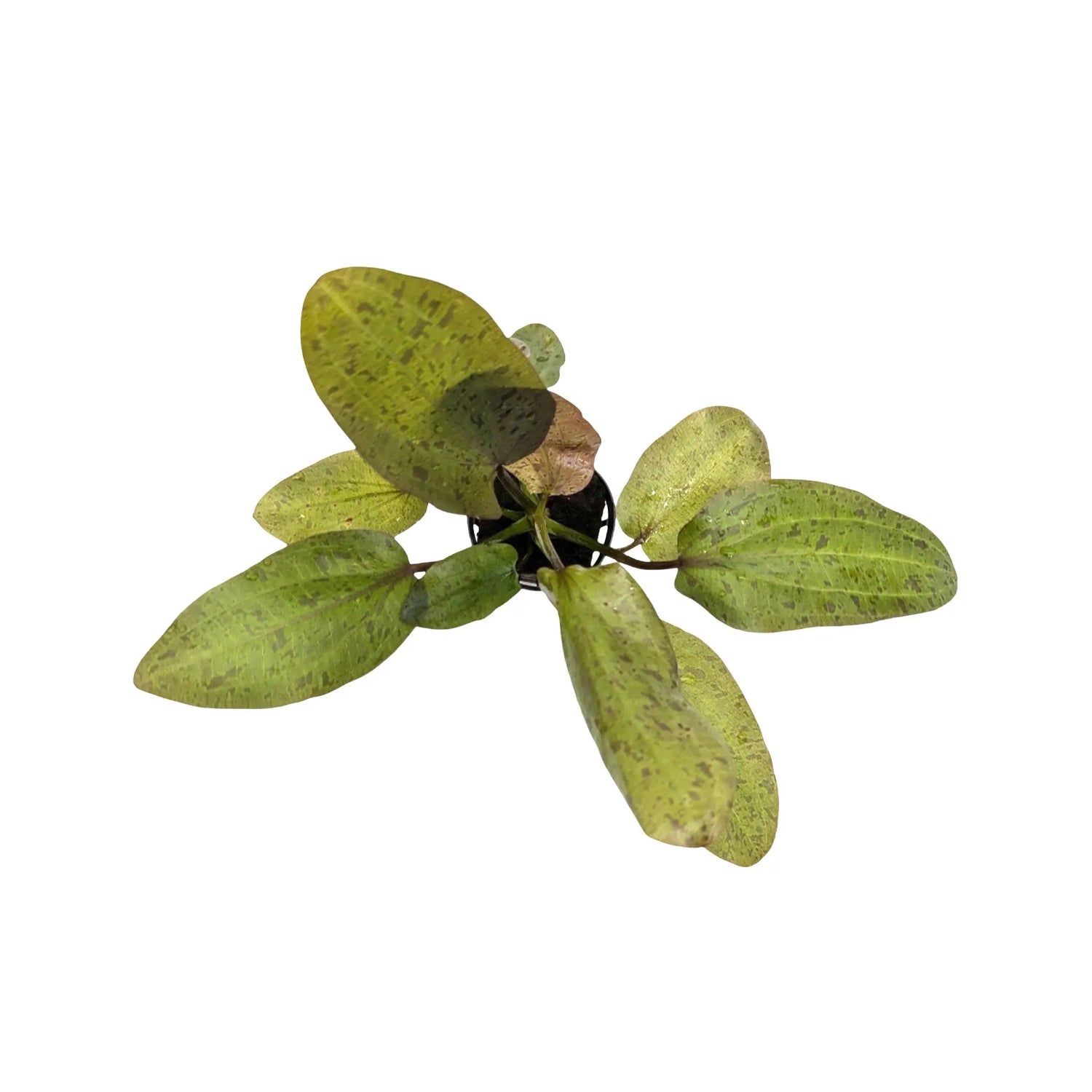 Echinodorus ozelot - red Aquafleur