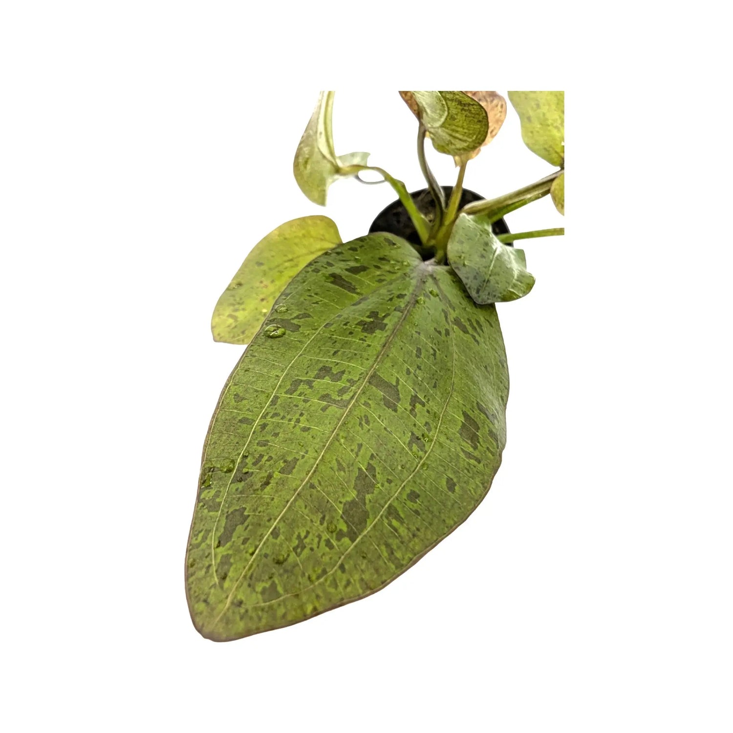 Echinodorus ozelot - red Aquafleur