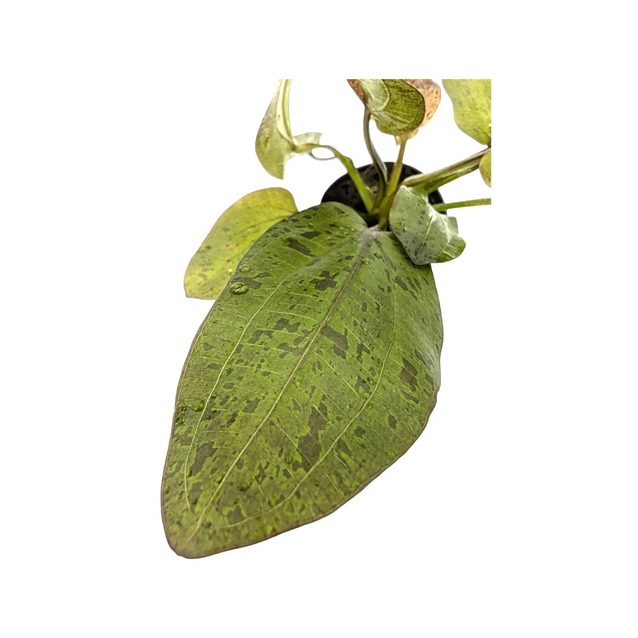 Echinodorus ozelot - red Aquafleur