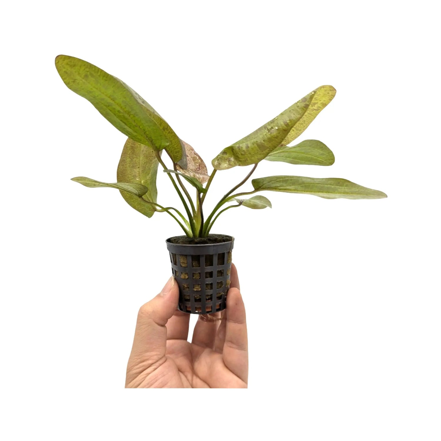 Echinodorus ozelot - red Aquafleur