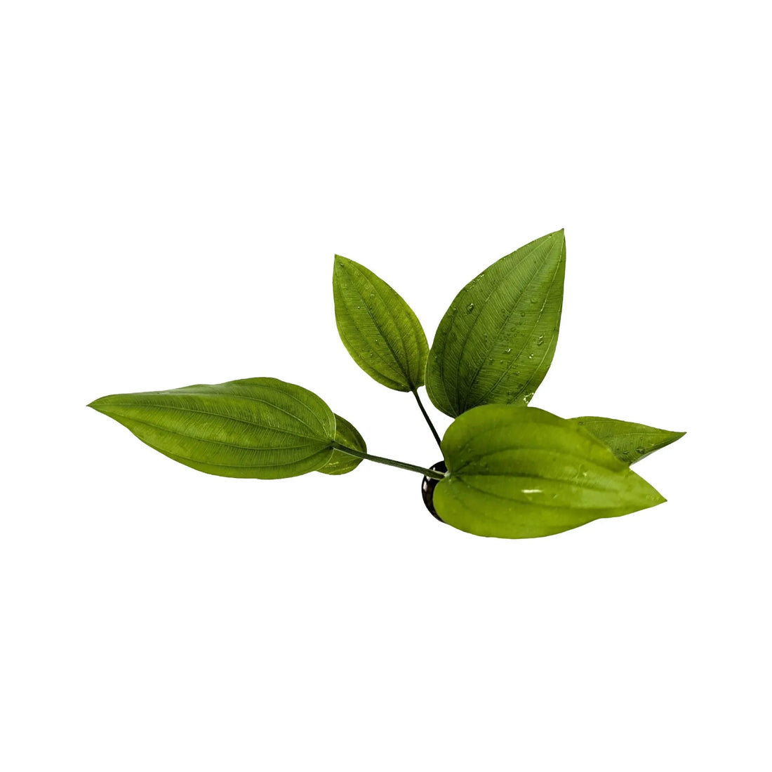 Echinodorus parviflorus Aquafleur