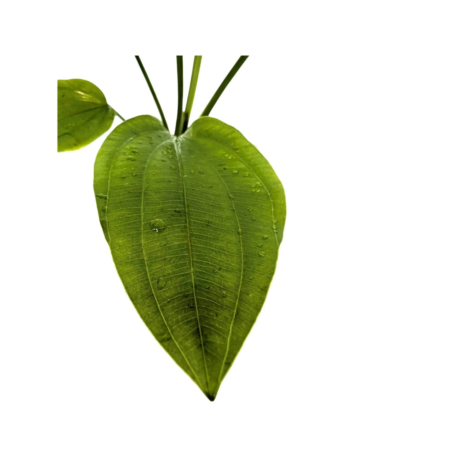 Echinodorus parviflorus Aquafleur