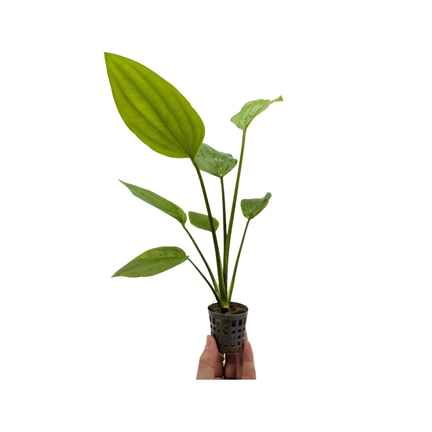 Echinodorus parviflorus Aquafleur