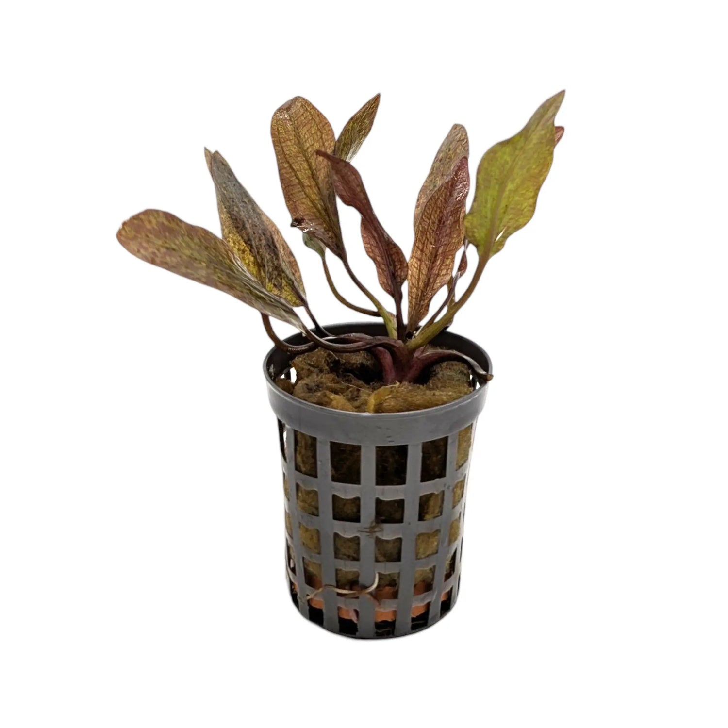 Echinodorus purpurea Aquafleur