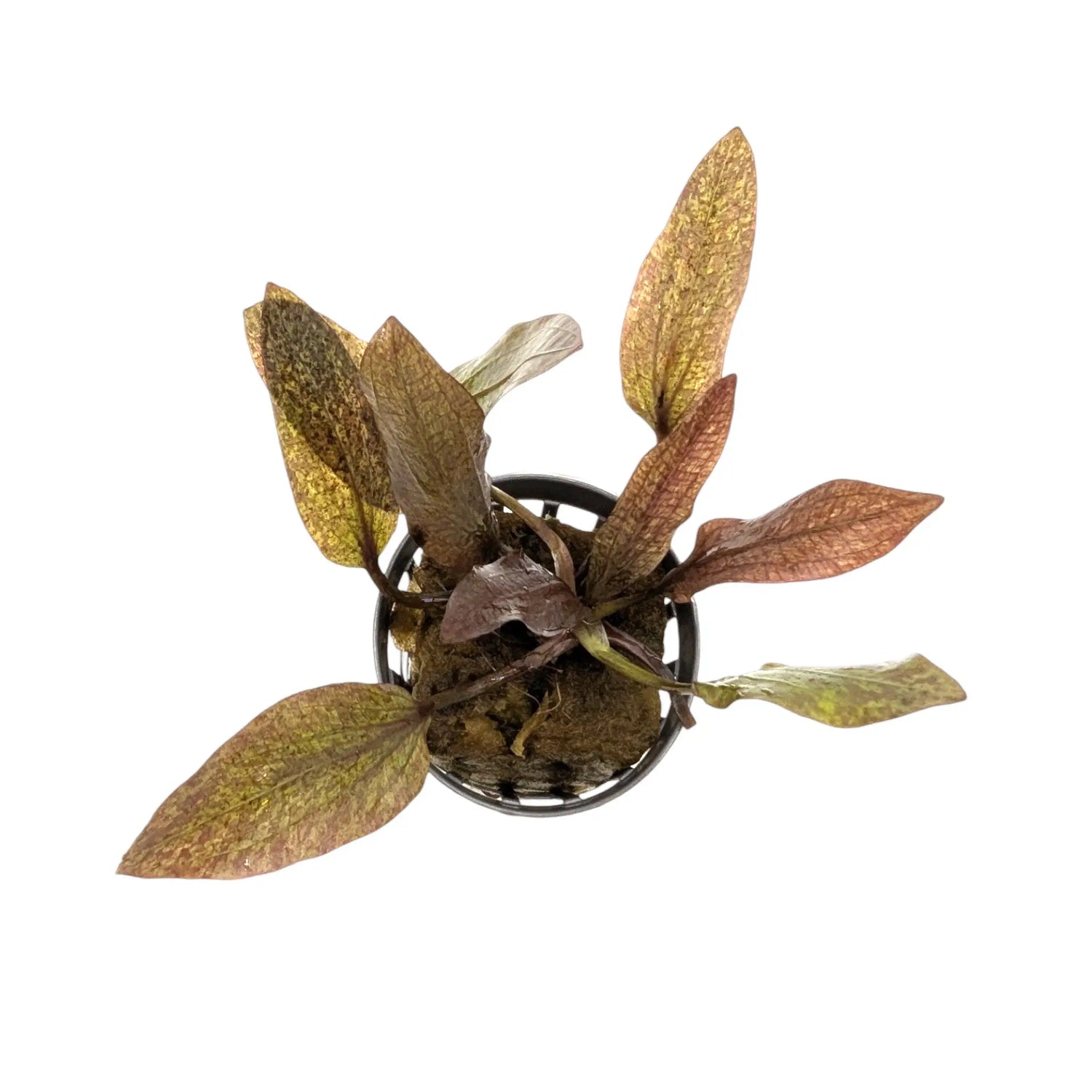 Echinodorus purpurea Aquafleur