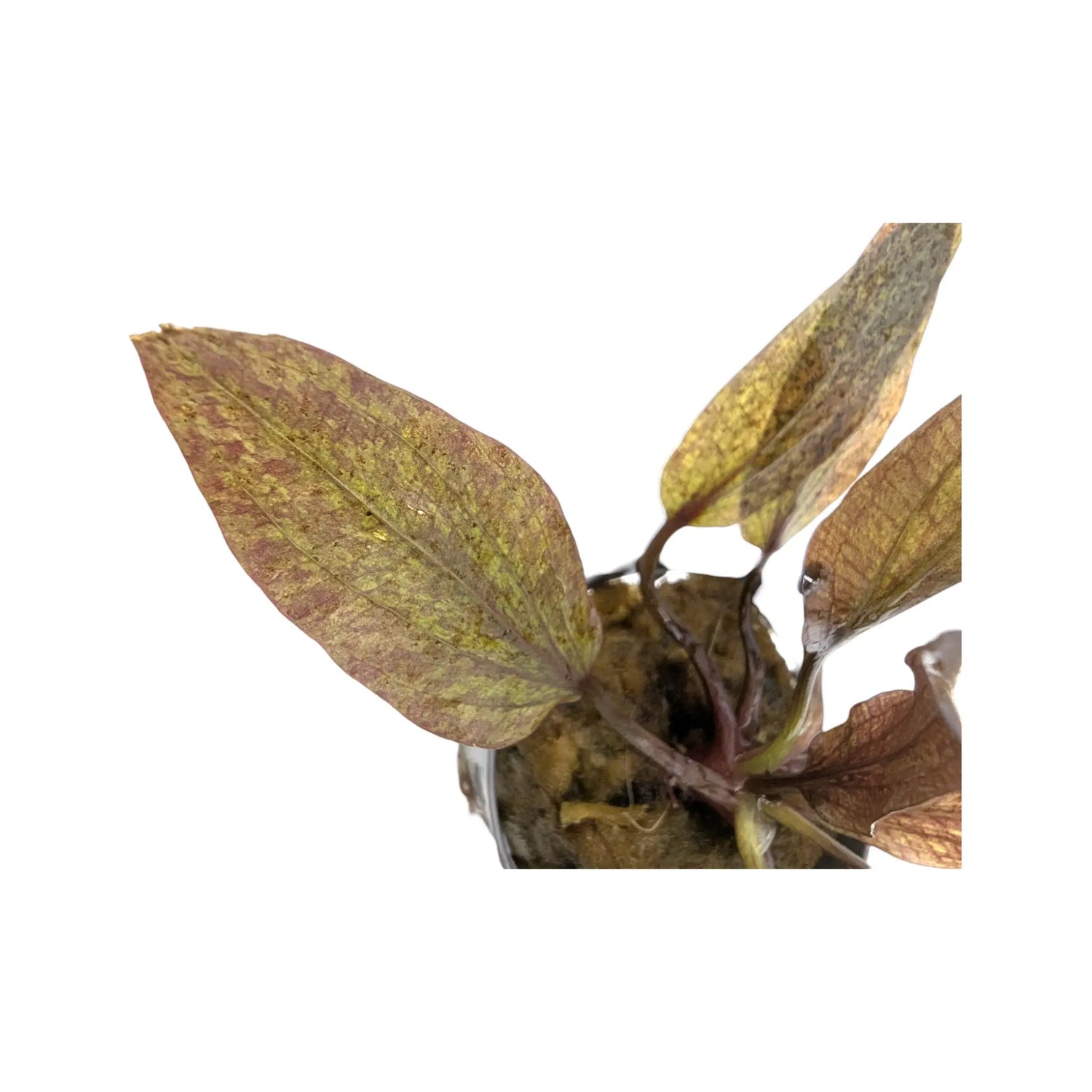 Echinodorus purpurea Aquafleur