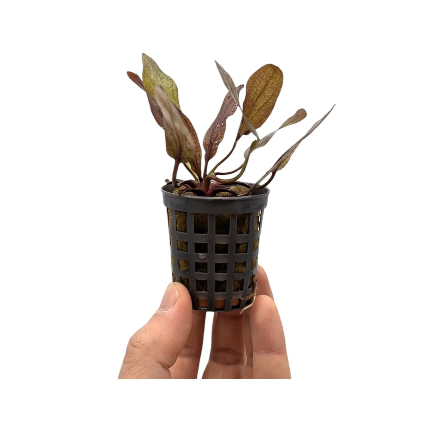 Echinodorus purpurea Aquafleur