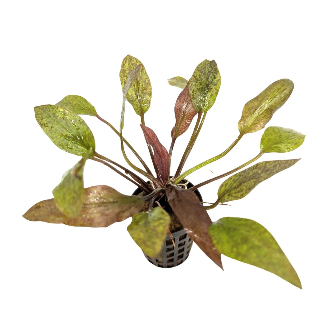 Echinodorus purpurea Aquafleur