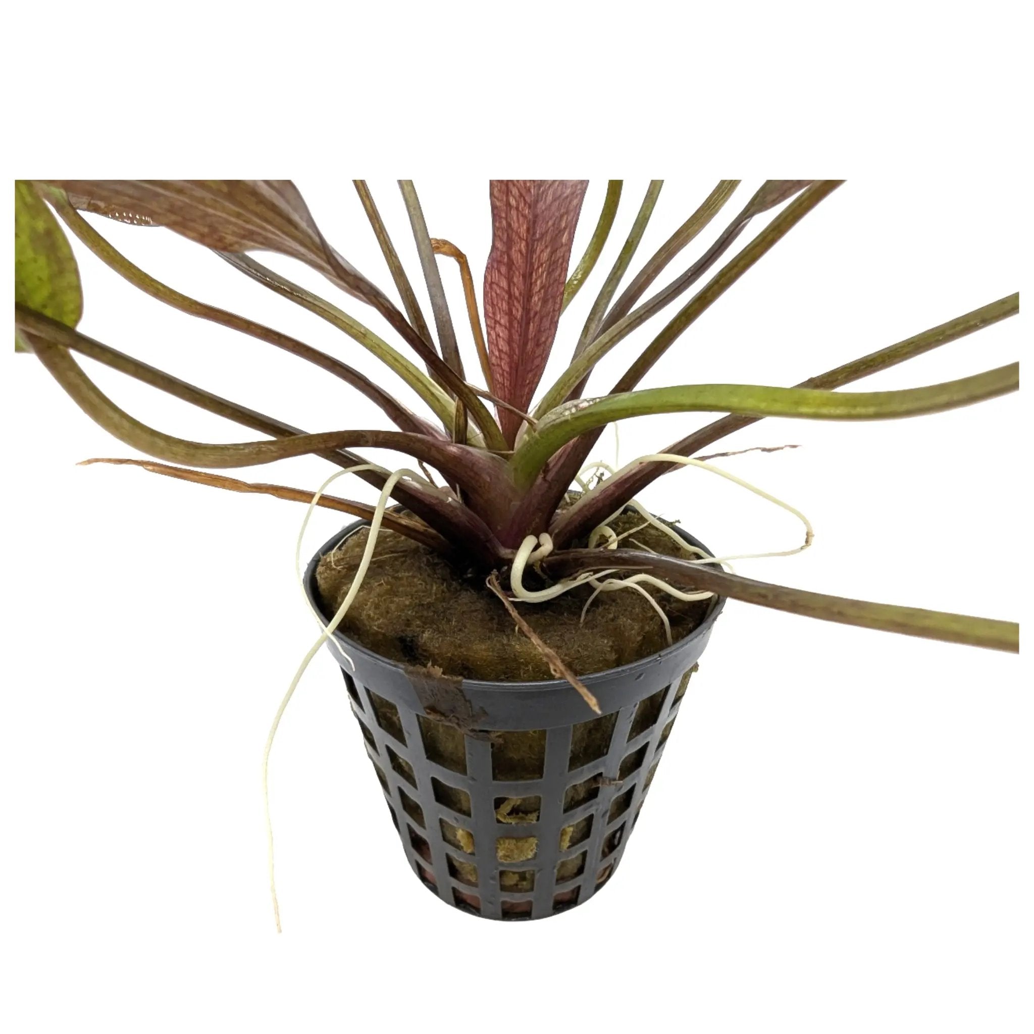 Echinodorus purpurea Aquafleur