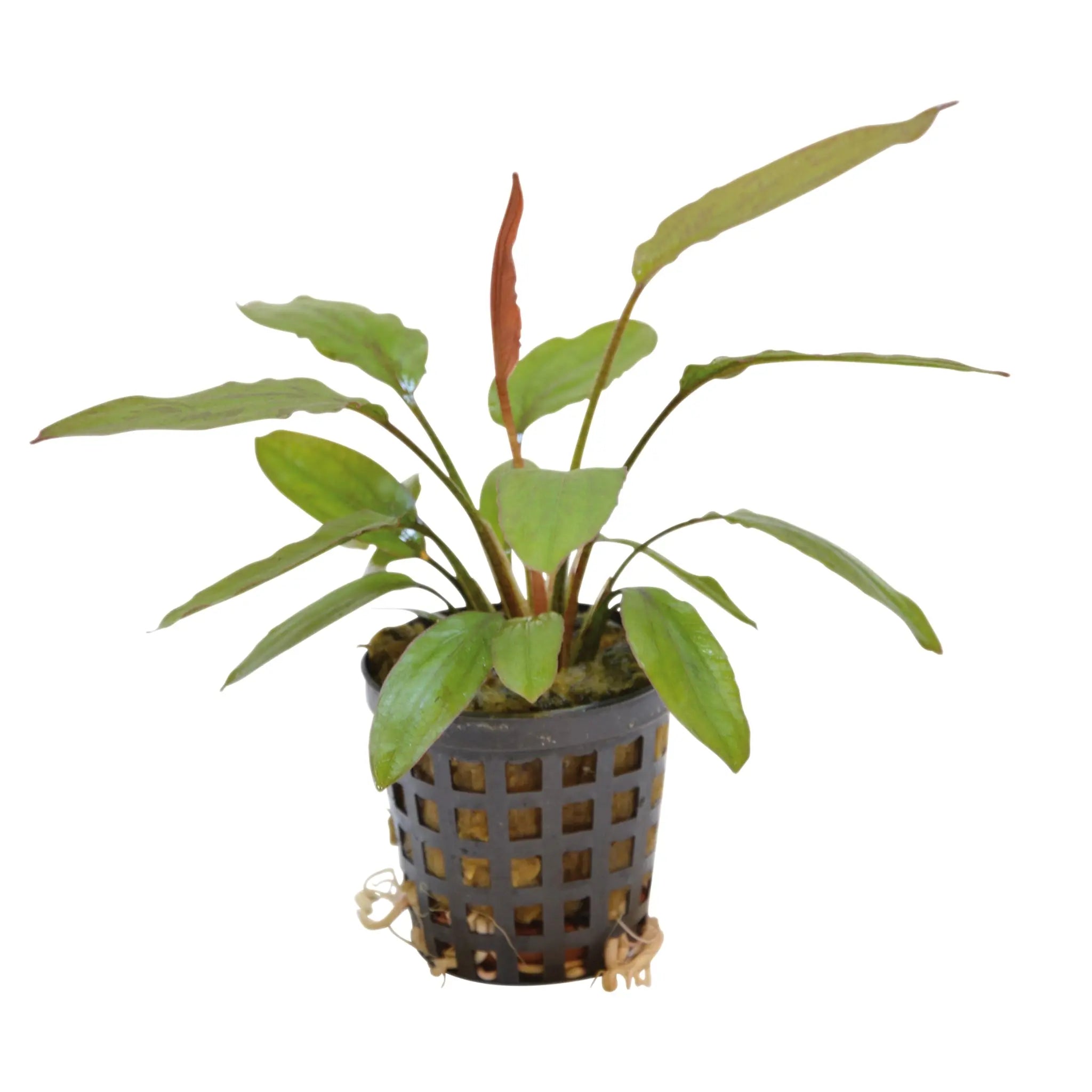 image.title Echinodorus: The Amazon Sword And Its Varieties