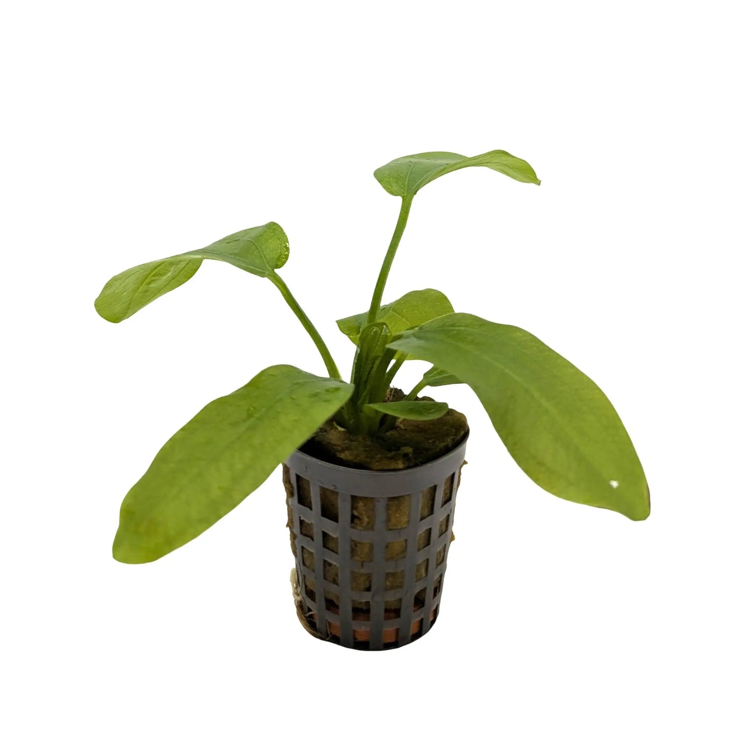 Echinodorus radicans Aquafleur