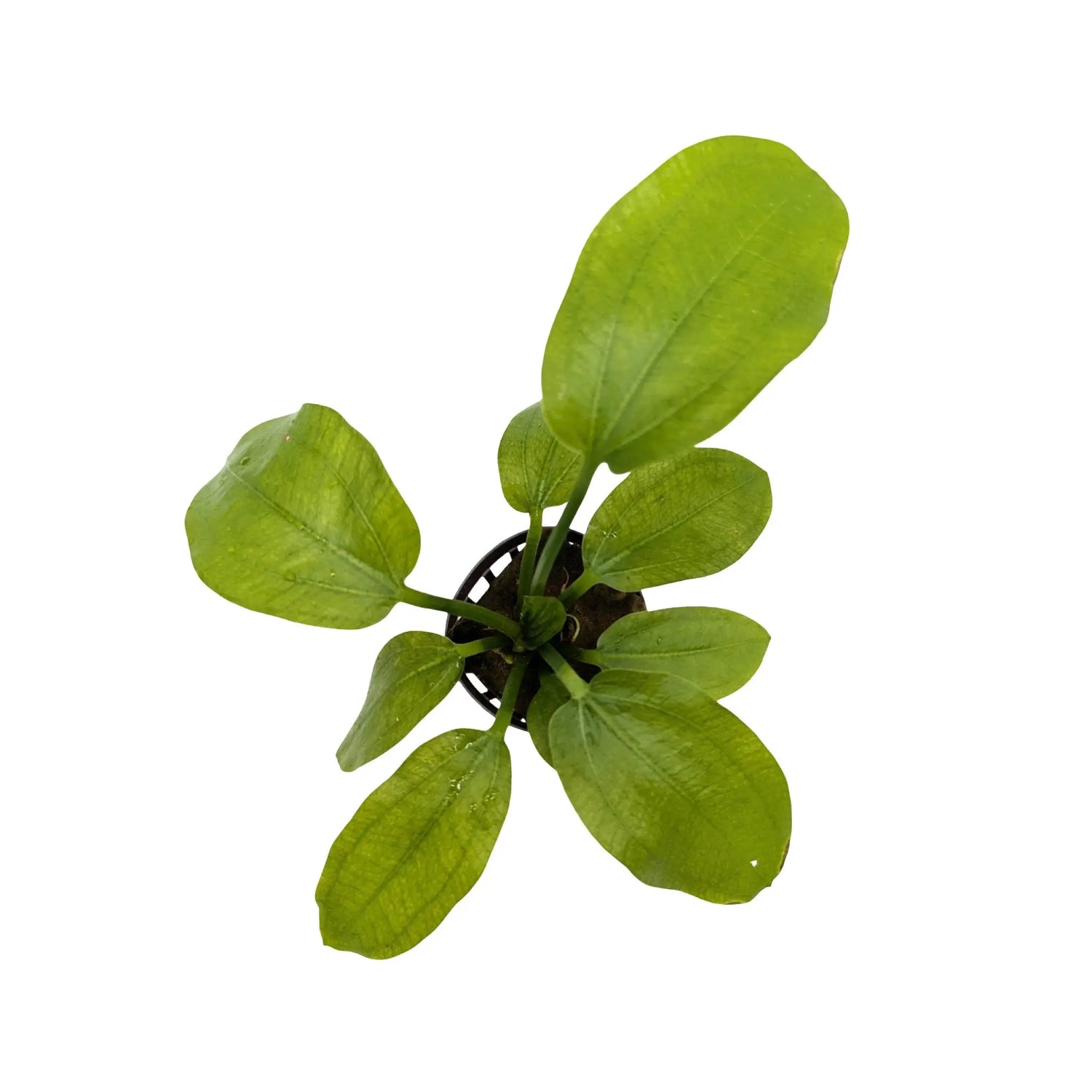 Echinodorus radicans Aquafleur