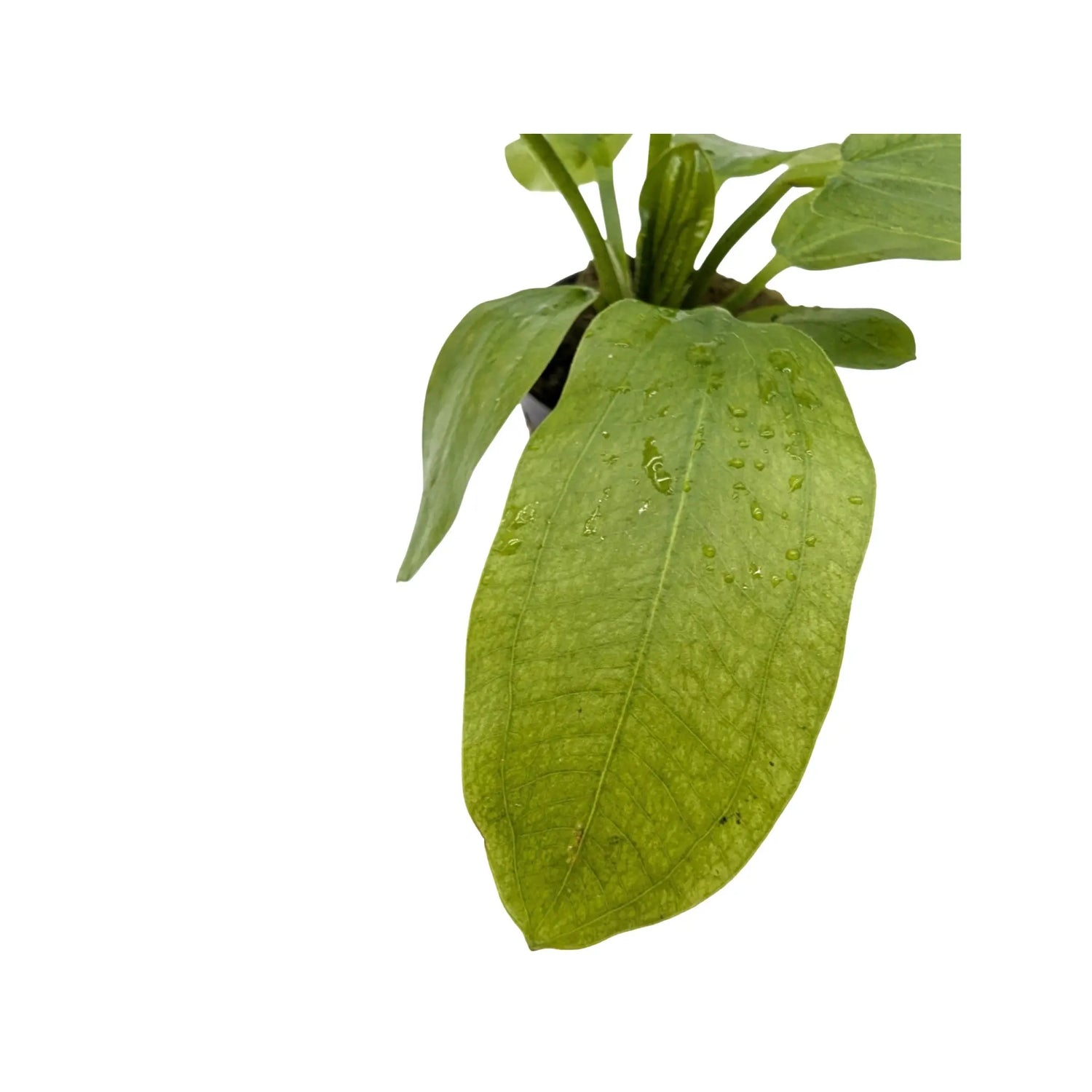 Echinodorus radicans Aquafleur