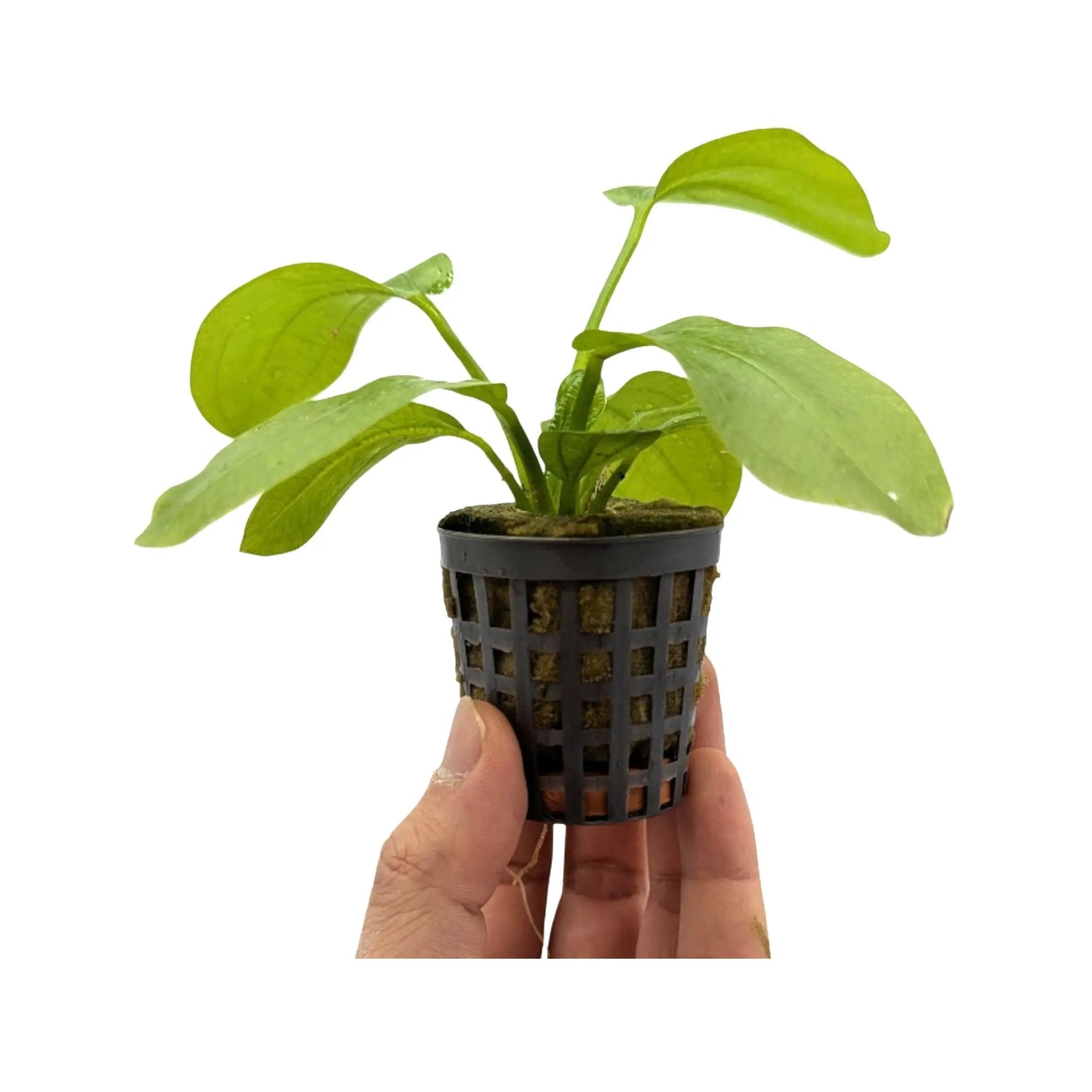 Echinodorus radicans Aquafleur