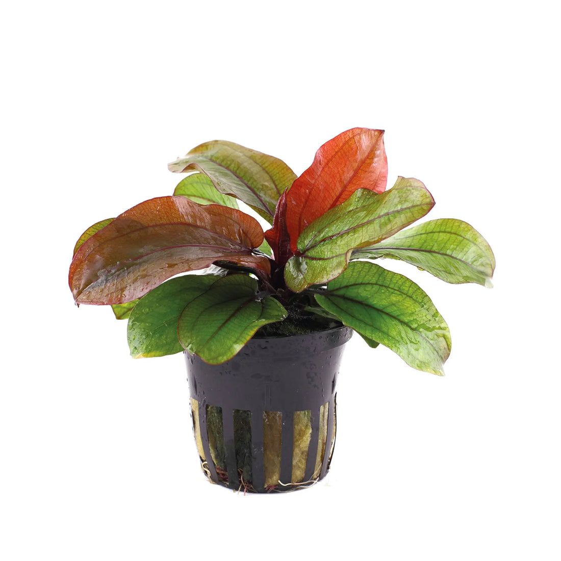 Echinodorus reni Aqua Essentials