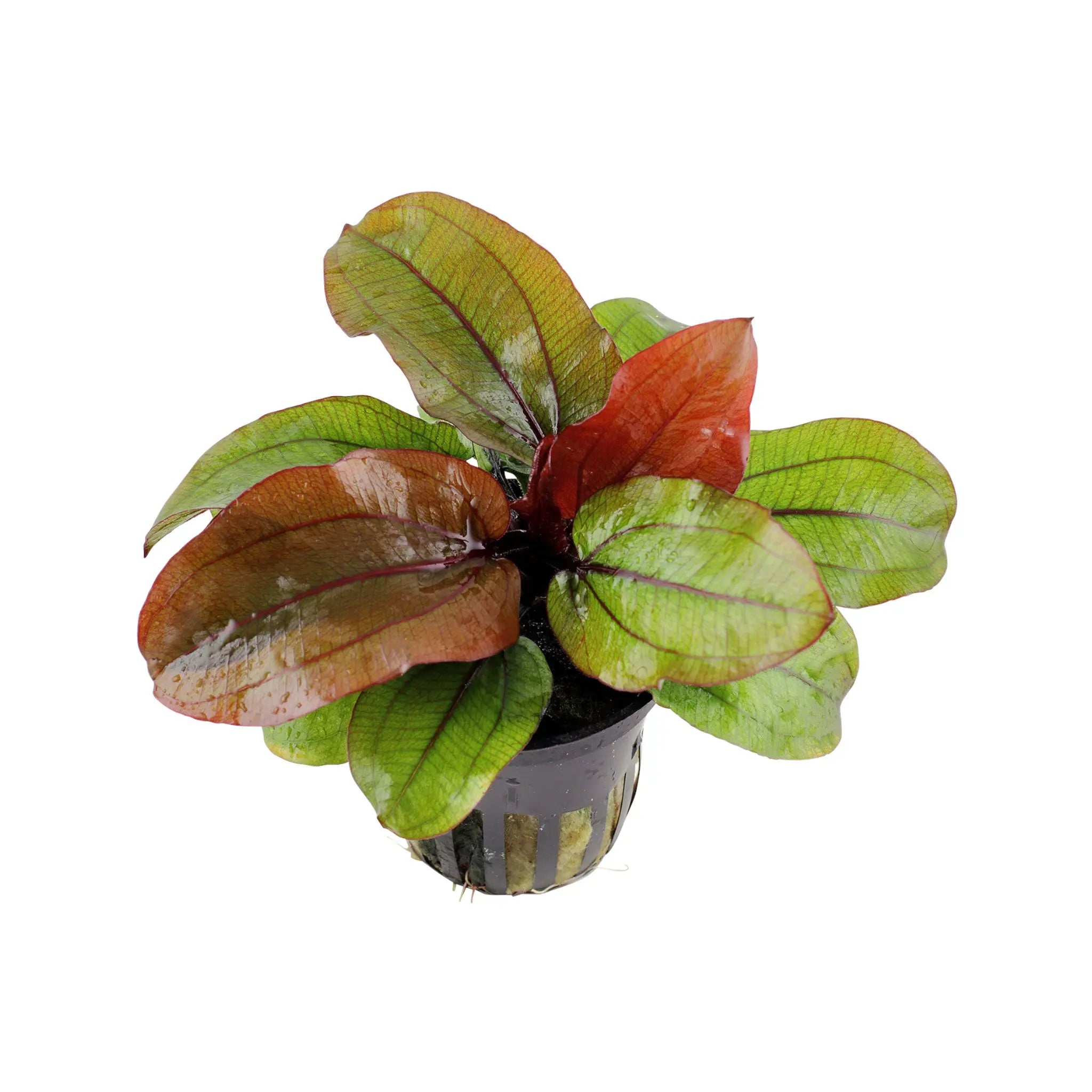 Echinodorus reni Aqua Essentials